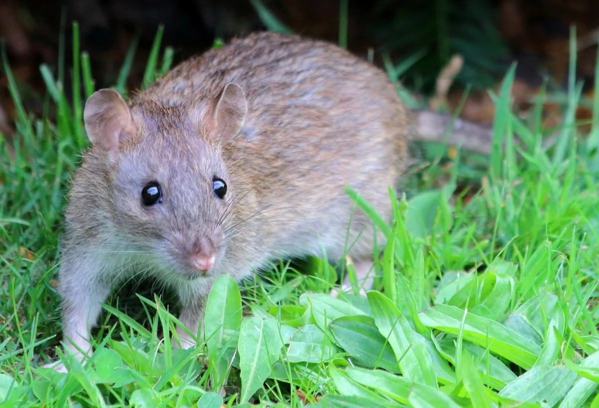 Rodent close-up