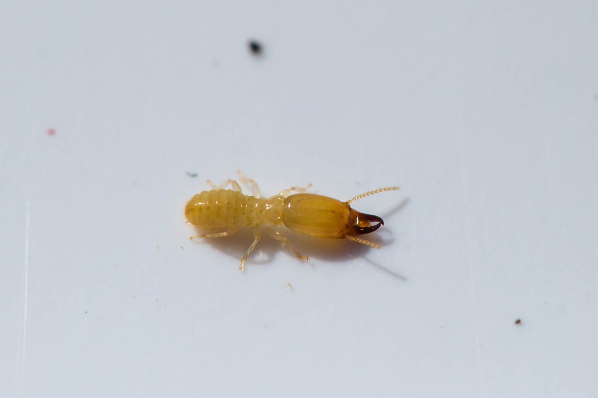 Termite close-up