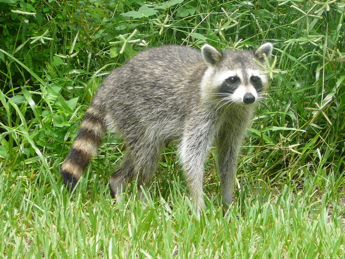 Raccoon outdoors